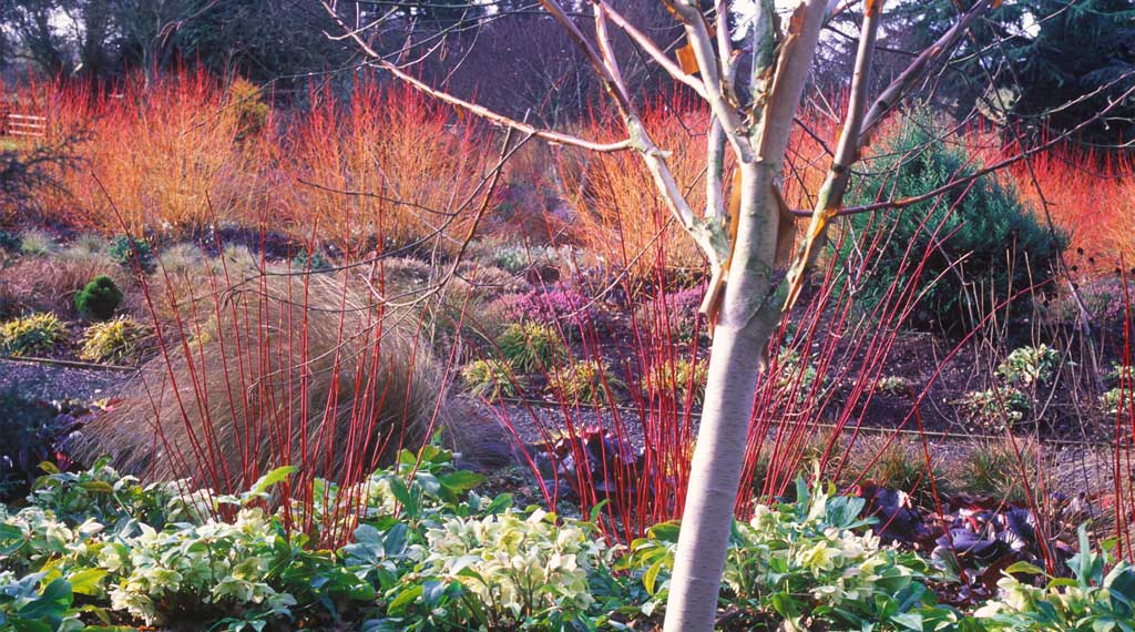 The Winter Garden in early March. The low winter light accentuates the crimson, orange and silver white of winter stemmed dogwoods, Cornus alba Sibirica, Cornus sanguineaMidwinter Fire and Betula utilis var. jacquemontii. Look more closely and you will see carpets of perennials, grasses and heathers.
