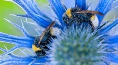 beesflowergardenspage