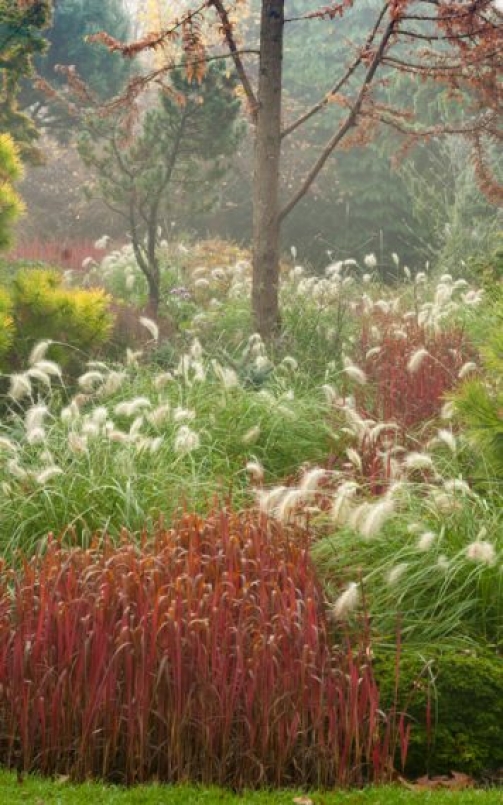 Imperata cylindrica ‘Rubra’ with Pennisetum villosum in Foggy Bottom