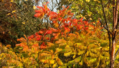 Rhus typhina ‘Radiance’ in Adrian’s Wood
