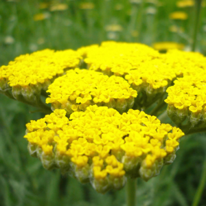 Achillea 'Coronation Gold' AGM