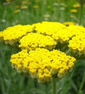 Achillea 'Coronation Gold' AGM