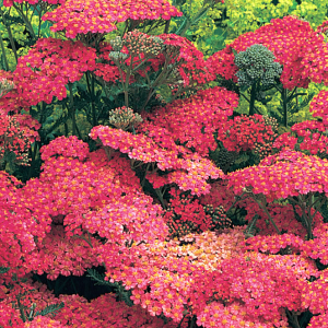 Achillea 'Lansdorferglut' AGM