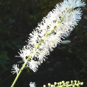 Actaea matsumurae 'White Pearl'