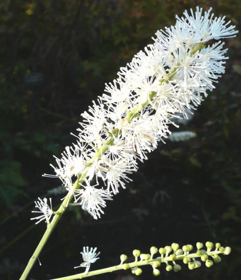 Actaea matsumurae 'White Pearl'