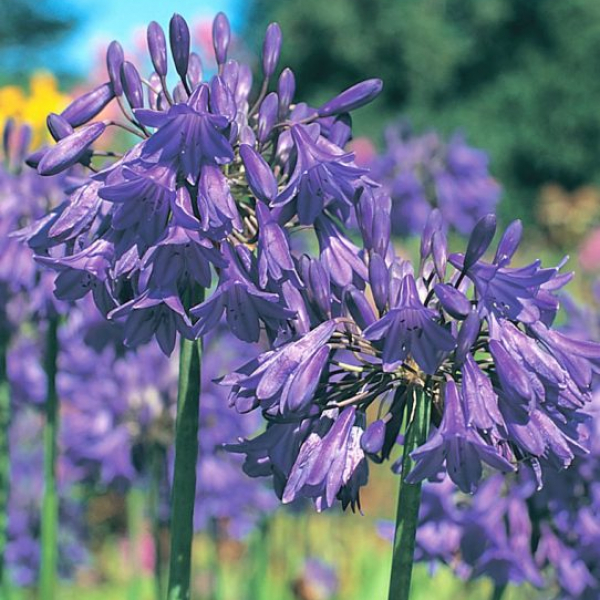 Agapanthus 'Bressingham Blue'