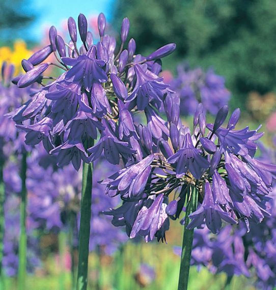 Agapanthus 'Bressingham Blue'