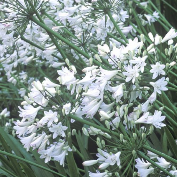 Agapanthus 'Bressingham White'