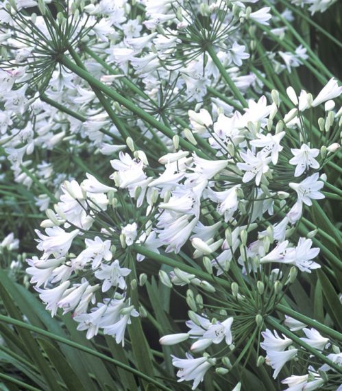Agapanthus 'Bressingham White'