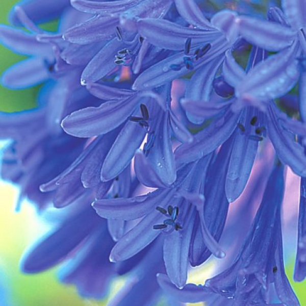 Agapanthus 'Loch Hope' AGM