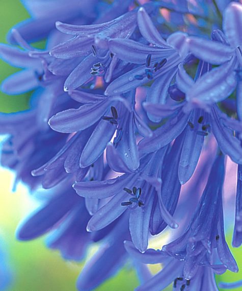 Agapanthus 'Loch Hope' AGM