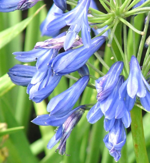 Agapanthus 'Molly Howick'