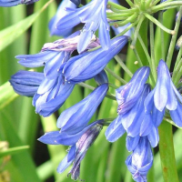 Agapanthus 'Molly Howick'