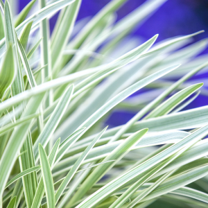 Agapanthus 'Tinkerbell'