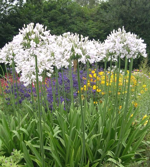 Agapanthus 'Windsor Grey'