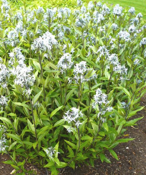 Amsonia t. var. salicifolia