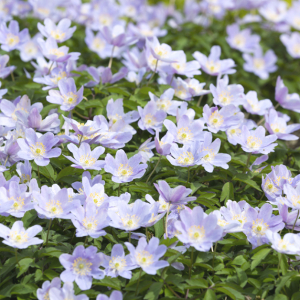 Anemone nemorosa AGM