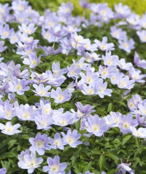 Anemone nemorosa AGM