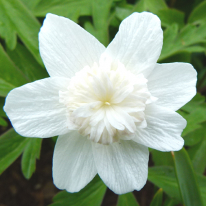 Anemone nemorosa 'Vestal'