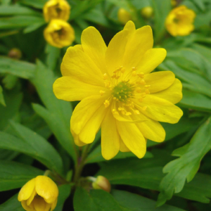 Anemone ranunculoides AGM