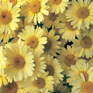 Anthemis tinctoria 'E.C.Buxton'