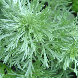 Artemisia schmidtiana 'Nana' AGM