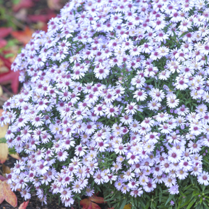 Aster 'Small-Ness'