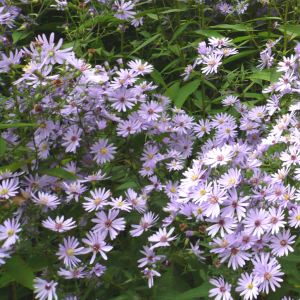 Aster macrophyllus 'Twilight'