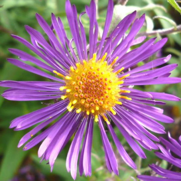 Aster novae-angliae 'Violetta'