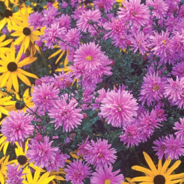 Aster novi-belgii 'Farncombe Lilac'