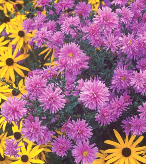 Aster novi-belgii 'Farncombe Lilac'