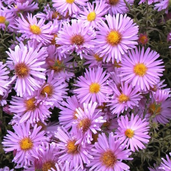 Aster novi-belgii 'Little Pink Beauty'