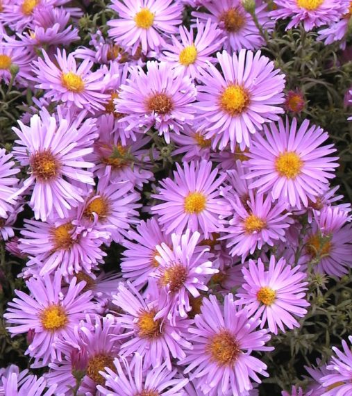 Aster novi-belgii 'Little Pink Beauty'