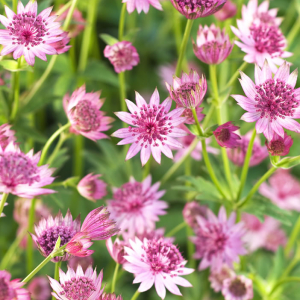 Astrantia 'Roma' AGM