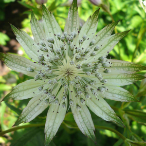 Astrantia major ssp. i. 'Shaggy' AGM