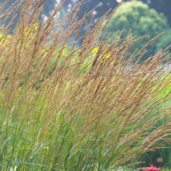 Calamagrostis x a. 'Karl Foerster'