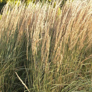 Calamagrostis x acutiflora 'Overdam'