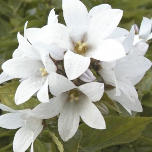 Campanula lactiflora 'White Pouffe'