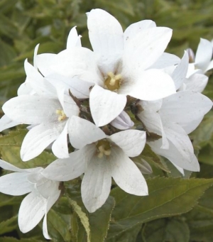 Campanula lactiflora 'White Pouffe'
