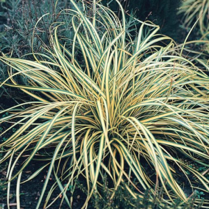 Carex o. 'Evergold'