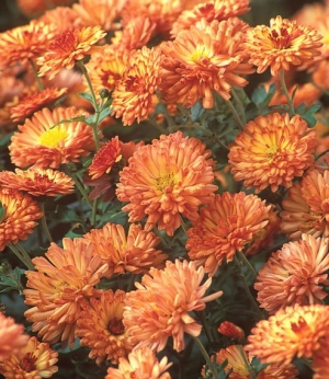 Chrysanthemum 'Bronze Elegance' AGM