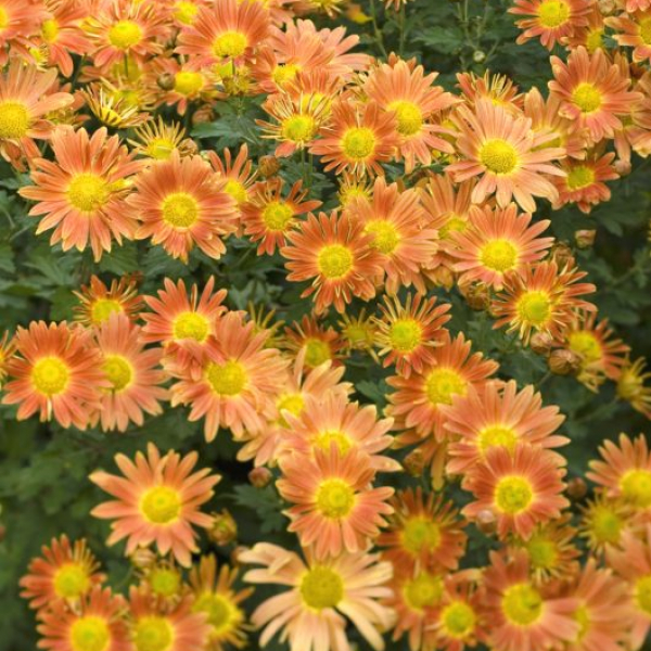 Chrysanthemum Cottage Apricot with Persicaria amplexicaulis Atrosanguinea and Aster frikartii. Perennials, October. Portrait of orange flower with dark red bottlebrush flowers in the background.