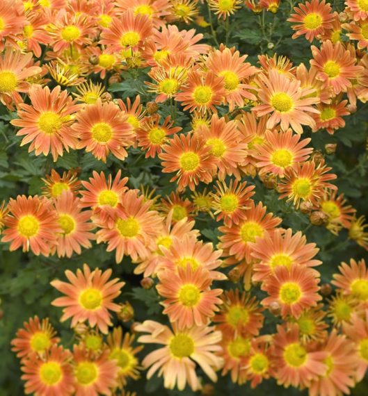 Chrysanthemum 'Cottage Apricot'