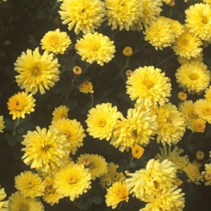 Chrysanthemum 'Nantyderry Sunshine' AGM