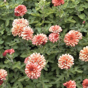 Chrysanthemum 'Peterkin'