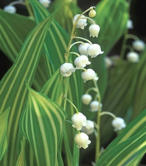 Convallaria majalis 'Albostriata'