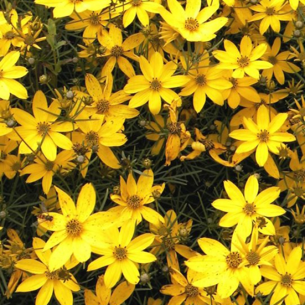 Coreopsis verticillata 'Zagreb' AGM