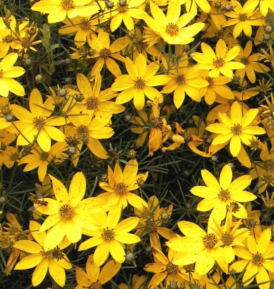 Coreopsis verticillata 'Zagreb' AGM