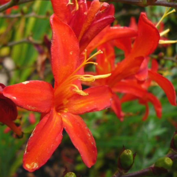 Crocosmia 'Bressingham Blaze'