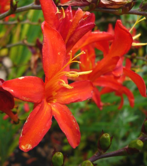 Crocosmia 'Bressingham Blaze'